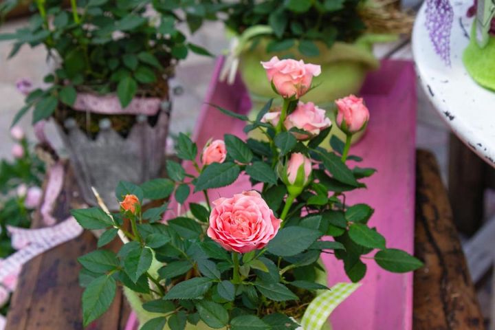 夏のバラのお手入れ。秋にバラをきれいに咲かせるための、夏剪定とは？