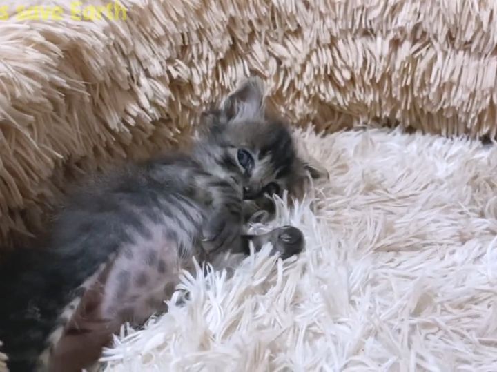 飼い主さんから見つめられると転がっちゃう……？