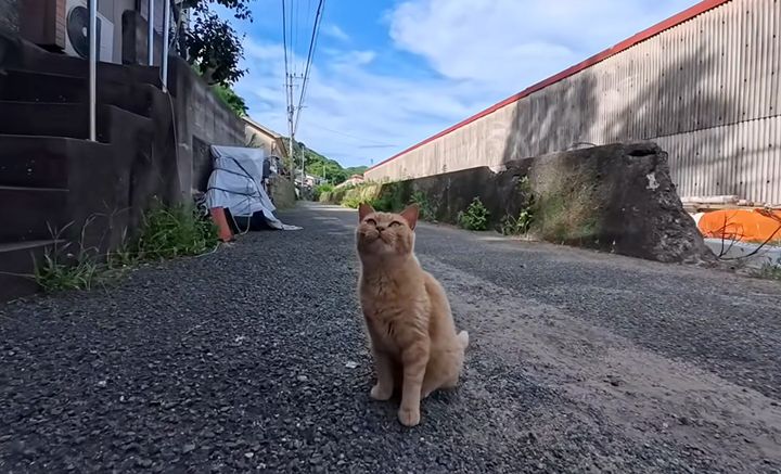 挨拶してくれる猫