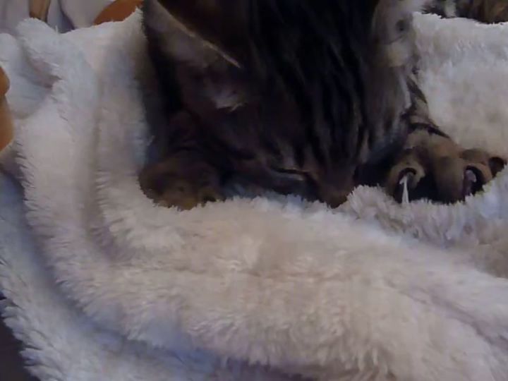 生後18週間の子猫が毛布をふみふみし続ける……