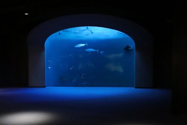 【香川県宇多津町】四国水族館が「夜の水族館」を開催！夜間照明と夕暮れ時のイルカショーを堪能