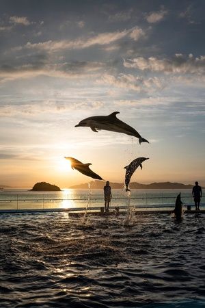 【香川県宇多津町】四国水族館が「夜の水族館」を開催！夜間照明と夕暮れ時のイルカショーを堪能