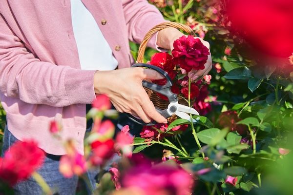 【茨城県】茨城県が2026年度「珠玉の企画」第2弾として花絶景・体験3企画を好評販売中