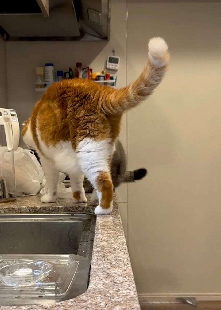 細いカウンターの縁を歩く茶白の猫の後ろにもう1匹の猫が見える様子