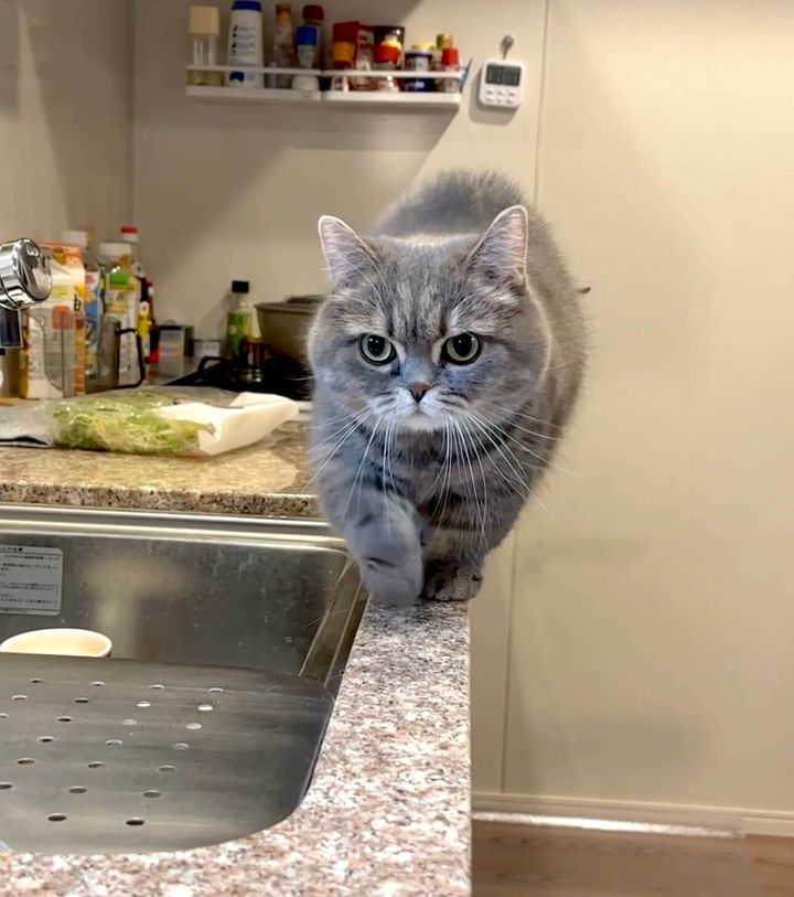 キッチンのシンク横にある細いカウンターの縁を歩くグレーの猫