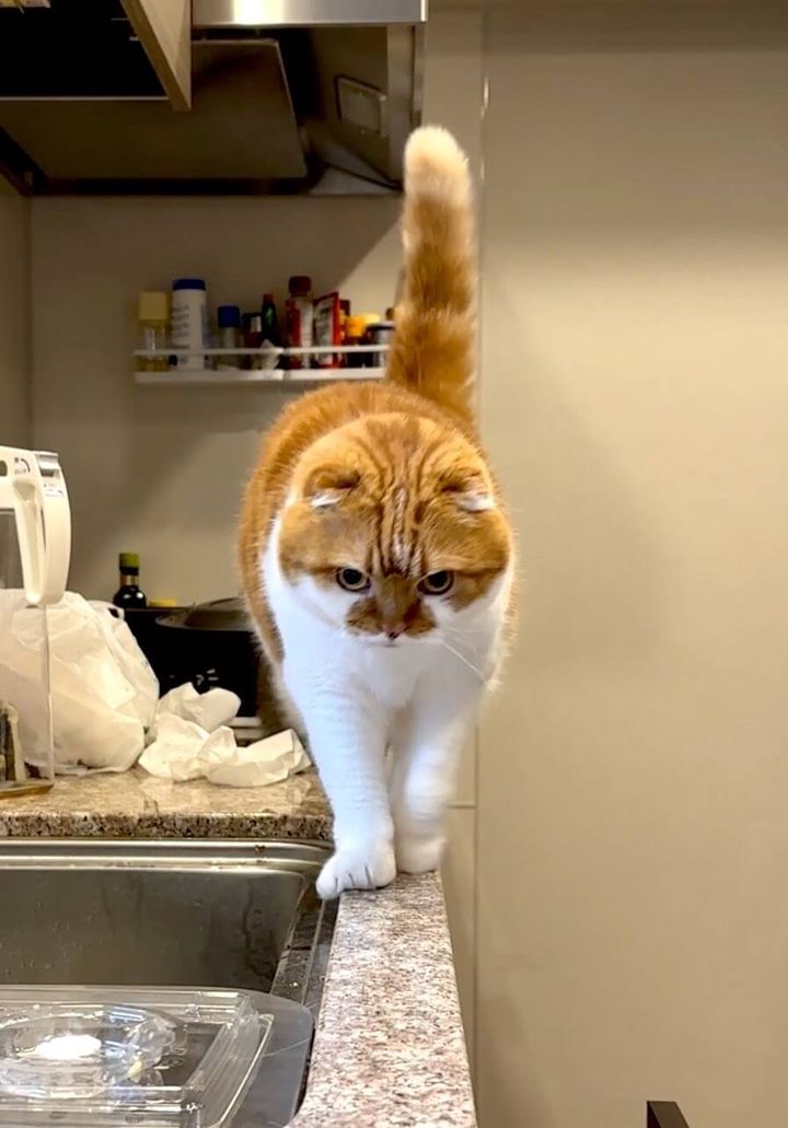 キッチンのシンク横にある細いカウンターの縁を歩く茶白の猫