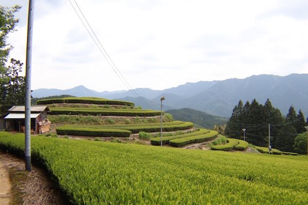 【愛知県名古屋市】お茶の魅力を体験できるリターンも！日本茶専門店「茶淹 - CHAEN」がクラファン実施