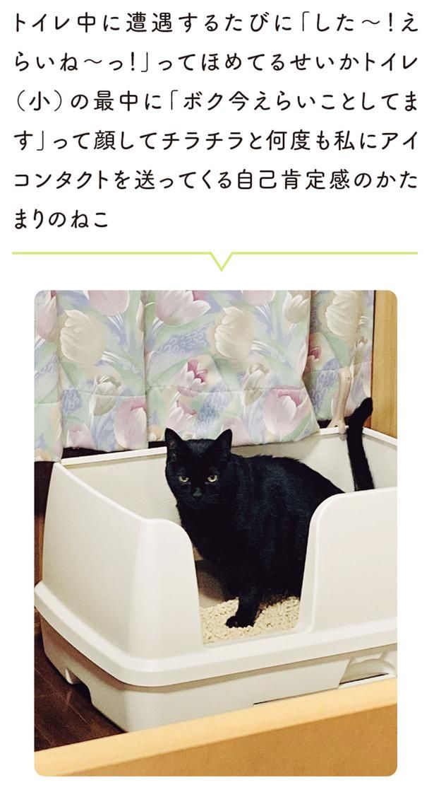 自己肯定感のかたまりのねこ （C）AKR／KADOKAWA