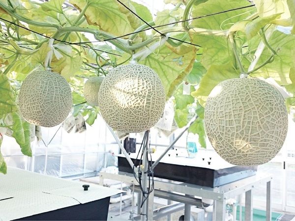 岡山発！蜂谷工業の完全水耕栽培メロン「あっ晴れメロン」の公式ブランドサイトが公開