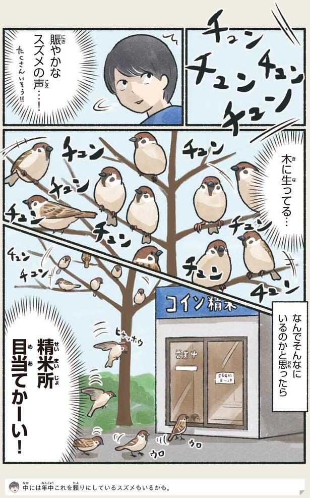 木に生ってる… （C）piro piro piccolo／KADOKAWA