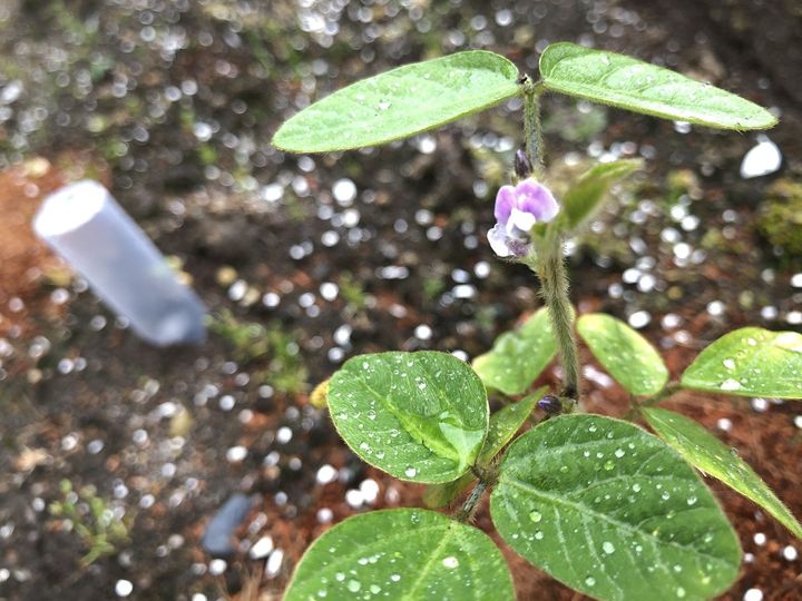 「味が違う」枝豆は鮮度が命！ワンランクアップの収穫〜調理法