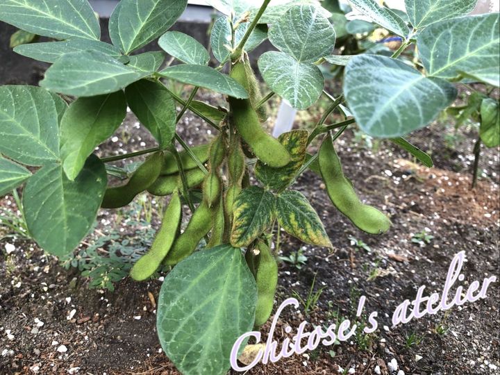 「味が違う」枝豆は鮮度が命！ワンランクアップの収穫〜調理法