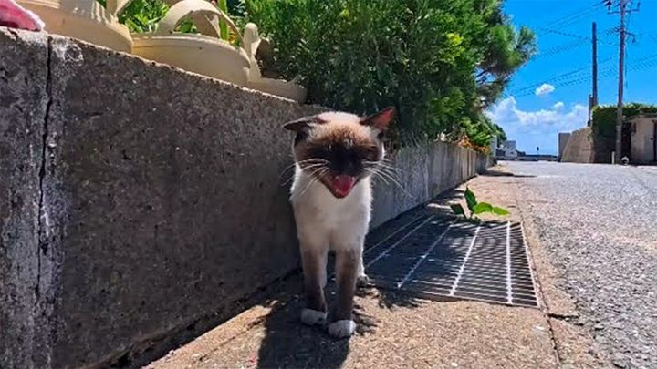 何か話しかけてきた猫