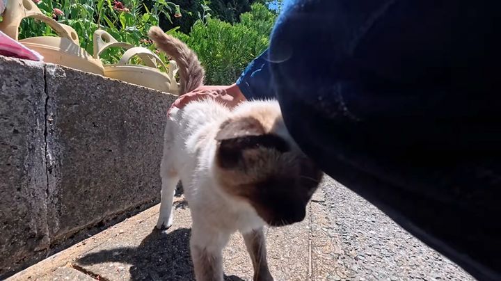 ナデナデされるとスリスリする猫