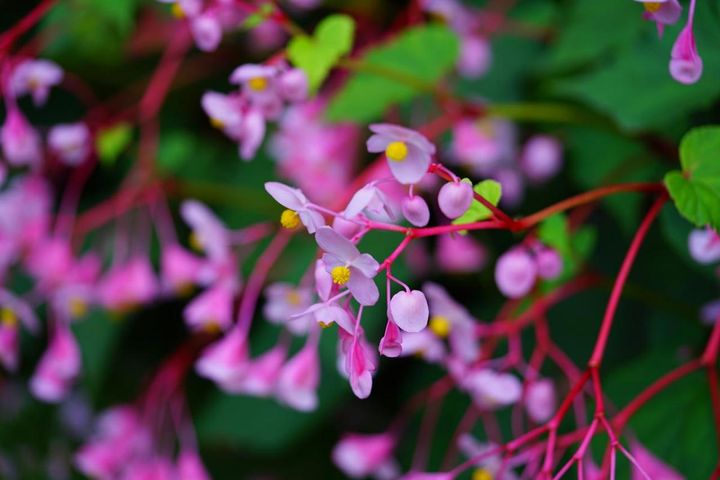 北向きベランダ・塀ぎわでもあきらめない！日陰で咲く夏の花【8選】と長く咲かせる工夫