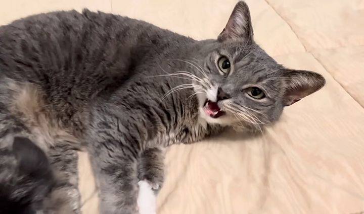 話しかけてくる猫