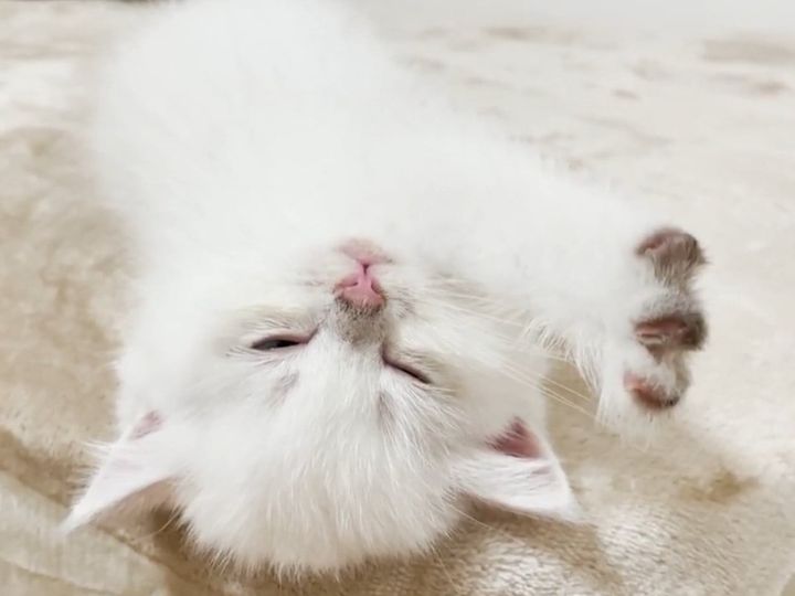 はしゃぐ子猫、やがて夢の中へ……