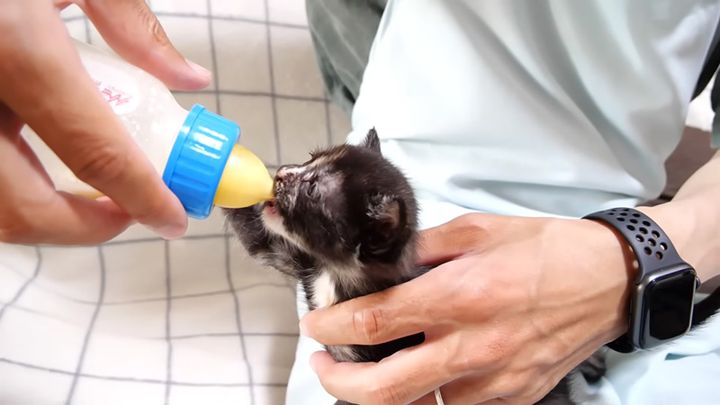 ミルクを上手に飲む子猫