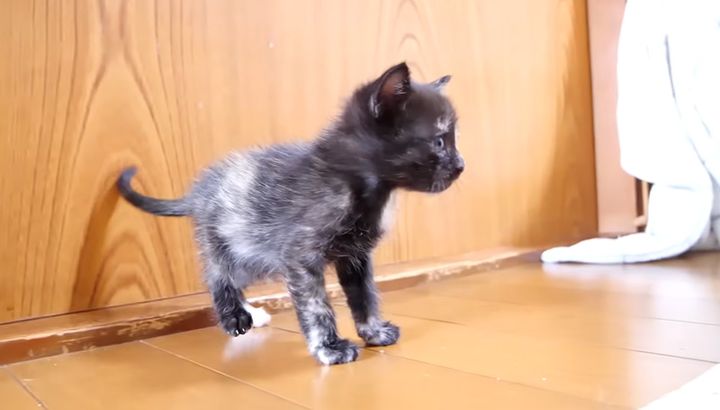 家にやって来たばかりの子猫