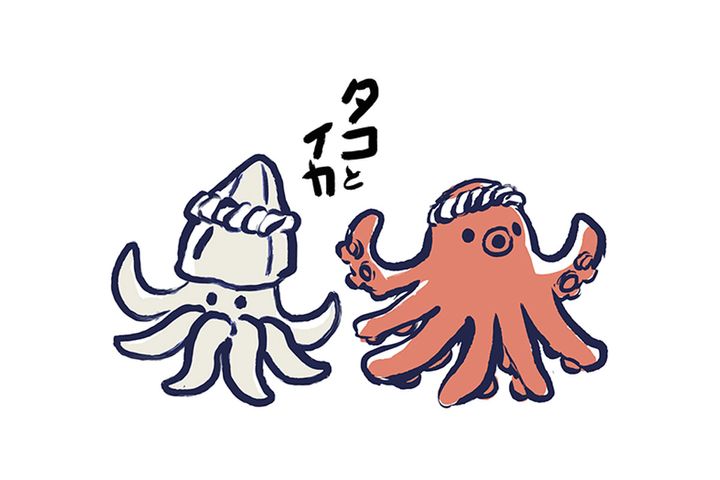 夏のタンパク質補給にぴったりなタコとイカ