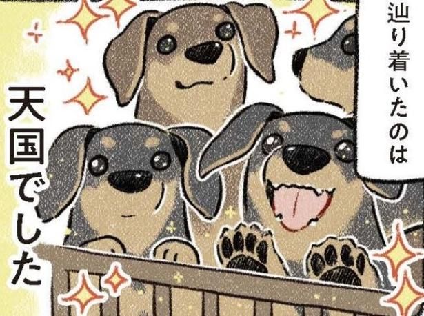 不整脈、不眠症、パニック障害などの症状を抱えていて、犬なんか飼えないと思っていたけれど、飼ったら世界が変わった!! 画像提供：(C)ヨシモフ郎