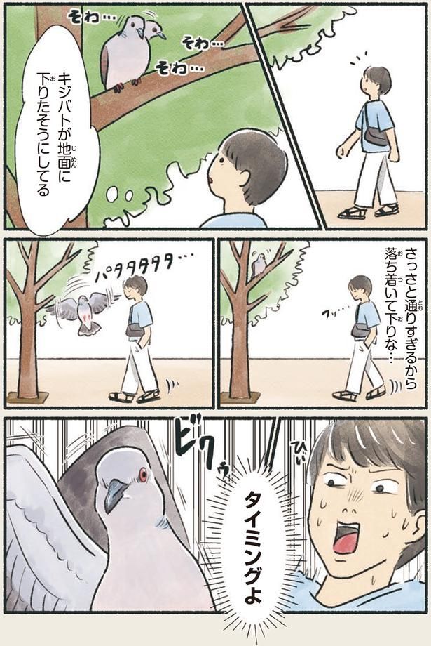 キジバトが地面に下りたそうにしてる （C）piro piro piccolo／KADOKAWA