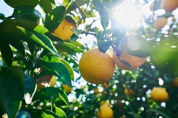 【大阪府大阪市】旬の柑橘を味わうカフェが本町にオープン！高知をはじめとする四国の生産農家から直送