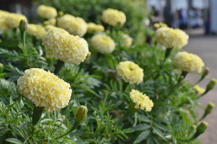 白花の品種‘F1バニラ’