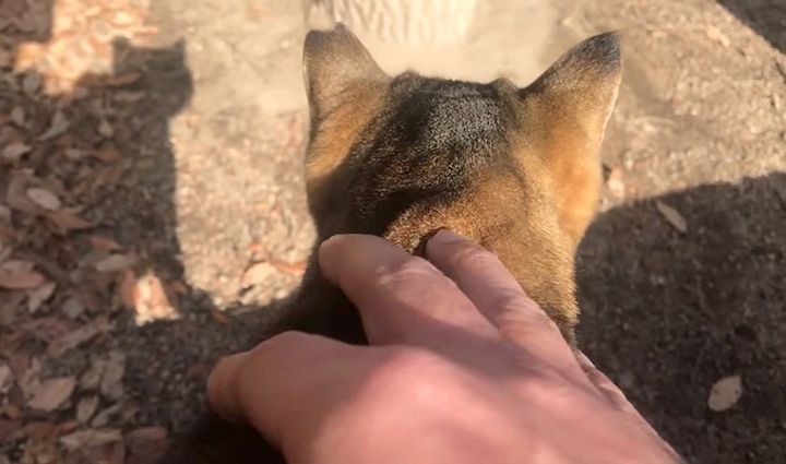 撫でられる猫