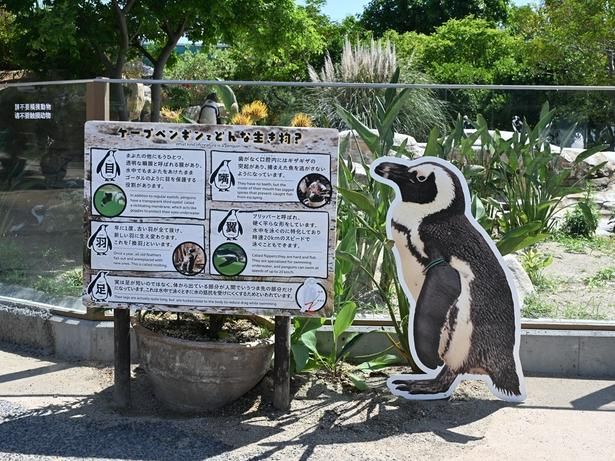 ケープペンギンの身体の特徴を紹介する案内パネル