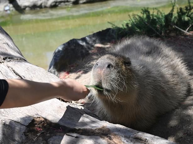 人気の動物、カピバラ。エサを差し出すと食べる仕草もかわいらしい