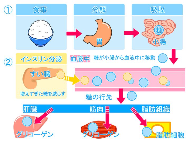 運動しても体が変わらない…その原因、「血糖値スパイク」かもしれません | 健康 ×スポーツ『MELOS』