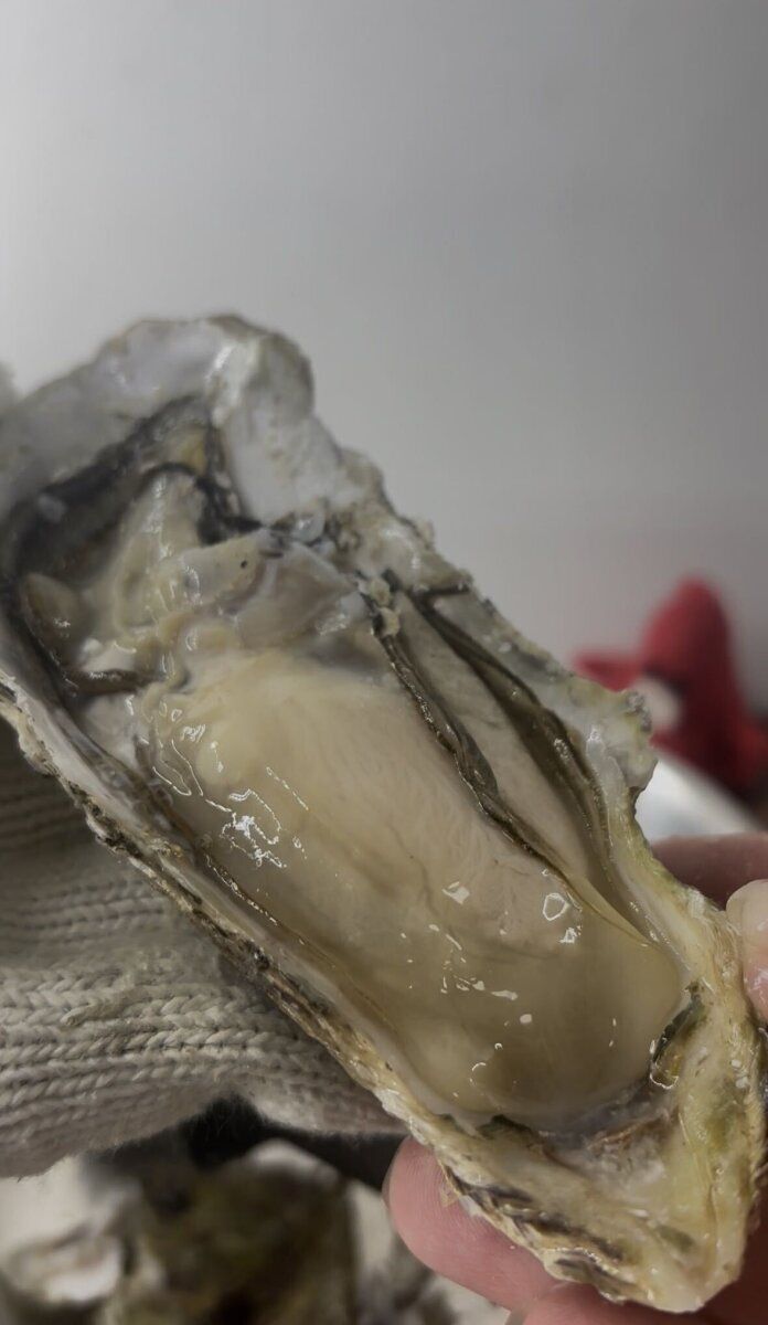 殻が開かれた岩牡蠣の、大きくぷりぷりとした身のアップ