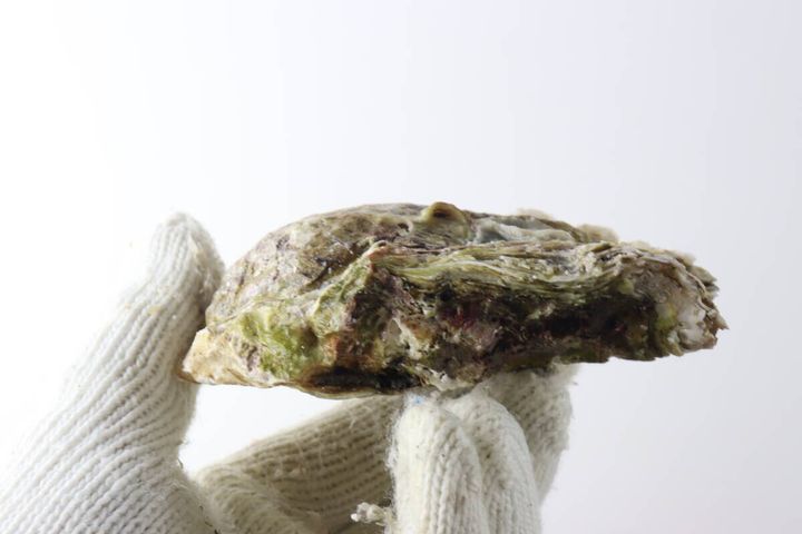 白い軍手をはめた手がゴツゴツした岩牡蠣を横向きに持っている