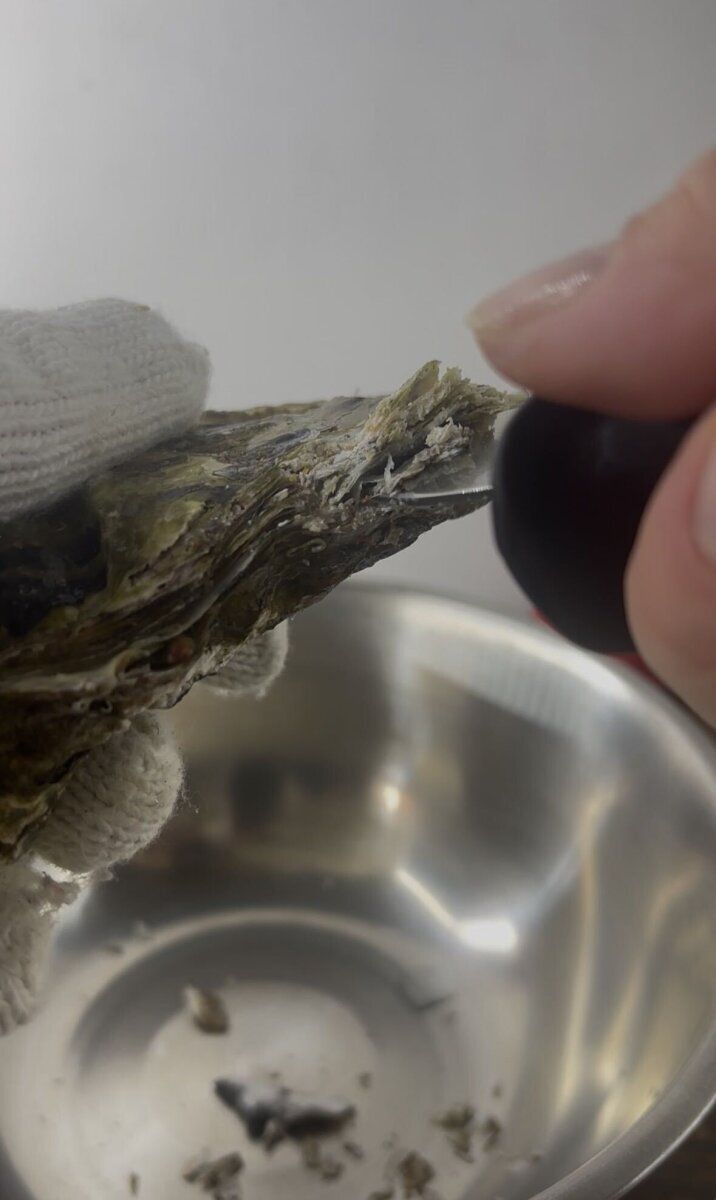 軍手で持った岩牡蠣の隙間に貝むきナイフの先端を差し込んでいる