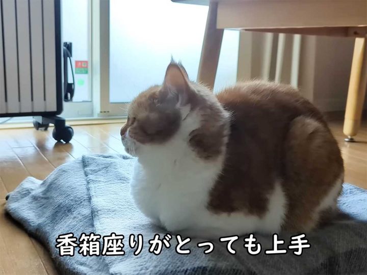 とっても上手な香箱座りをしている猫が「ごめん寝」！
