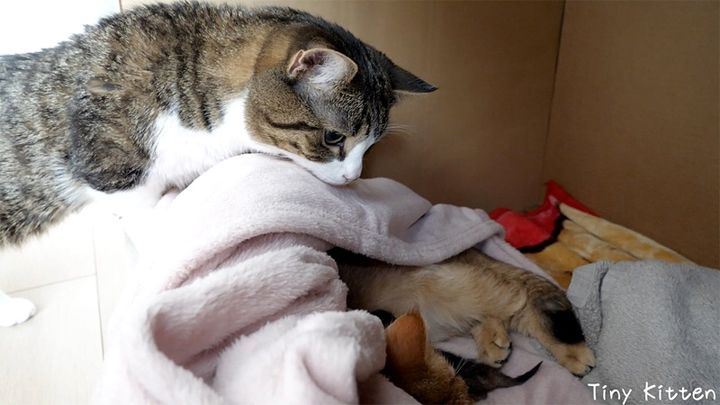子猫とママ猫をそっと見守るパパ猫
