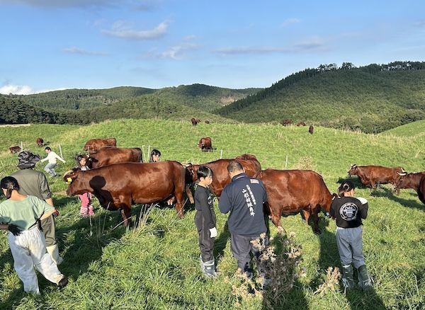 【岩手県久慈市】牛とふれあい、地域の自然や食を体験する2日間！親子向け「いのちの物語体験」ツアー