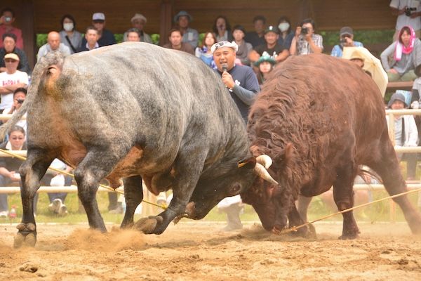 【岩手県久慈市】牛とふれあい、地域の自然や食を体験する2日間！親子向け「いのちの物語体験」ツアー