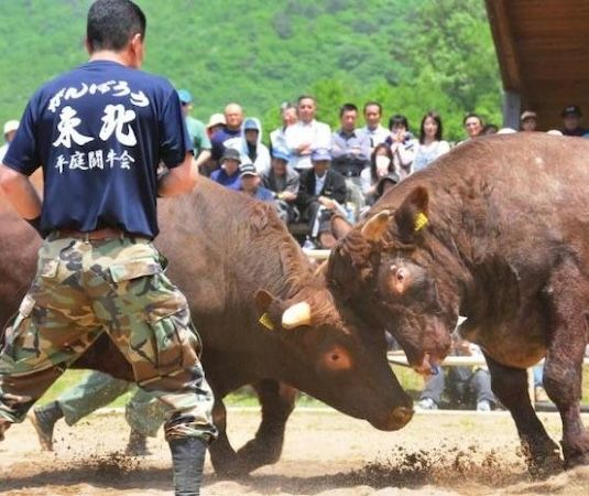 【岩手県久慈市】牛とふれあい、地域の自然や食を体験する2日間！親子向け「いのちの物語体験」ツアー