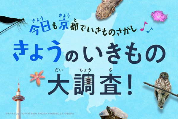【京都府京都市】開催中「きょうのいきもの大調査」京都市内で自然観察を楽しみながらいきものを探そう