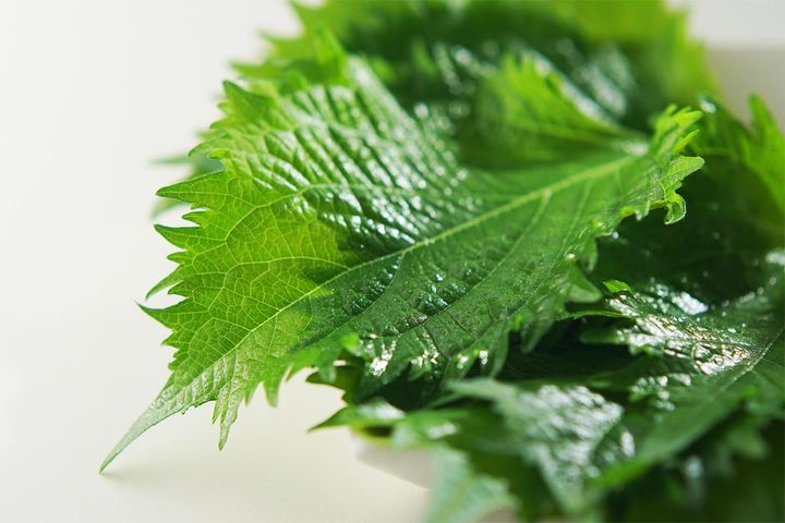 大葉を約1～3カ月間保存する方法とは？