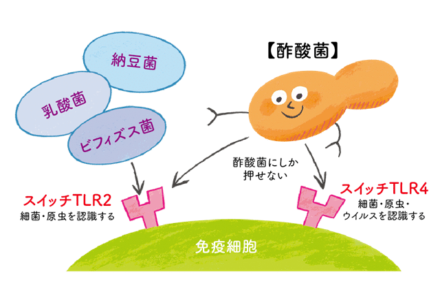 免疫スイッチを2つ押せる酢酸菌