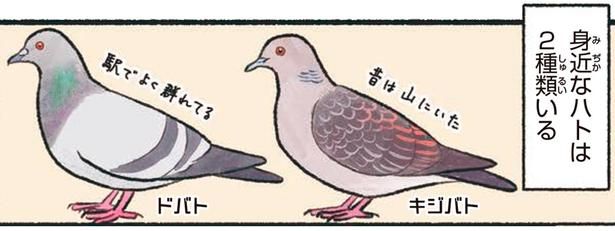 身近なハトは2種類いる （C）piro piro piccolo／KADOKAWA