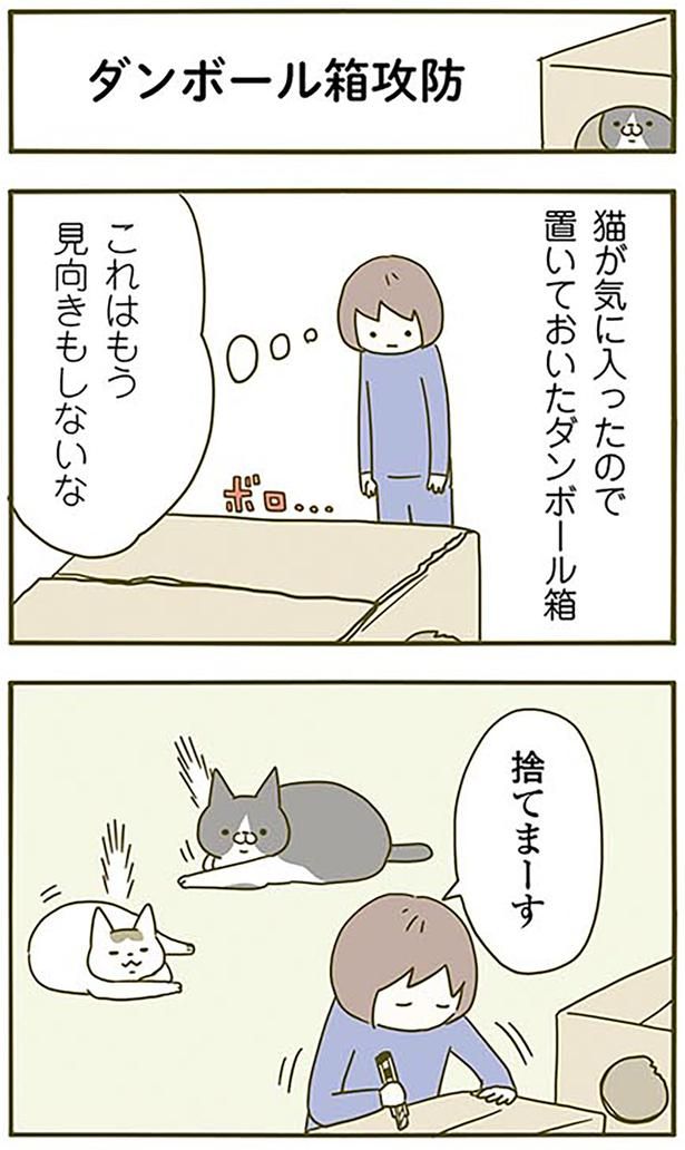 ダンボール箱攻防 （C）卵山玉子／KADOKAWA