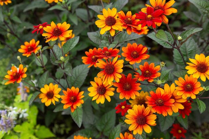 猛暑でもよく咲くビタミンカラーの花【9選】庭・ベランダに元気をくれる夏の定番