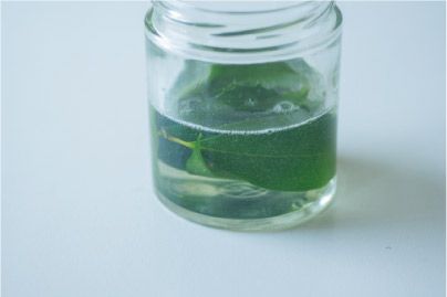 【自由研究にも】夏休みの宿題にも◎ 葉っぱで作る「葉脈標本」が満足度120％！の画像3