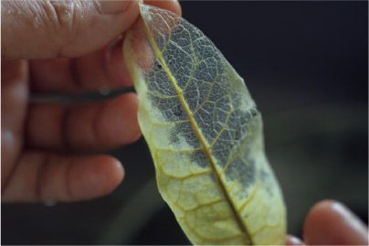【自由研究にも】夏休みの宿題にも◎ 葉っぱで作る「葉脈標本」が満足度120％！の画像6