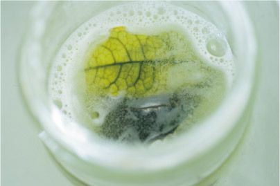 【自由研究にも】夏休みの宿題にも◎ 葉っぱで作る「葉脈標本」が満足度120％！の画像4