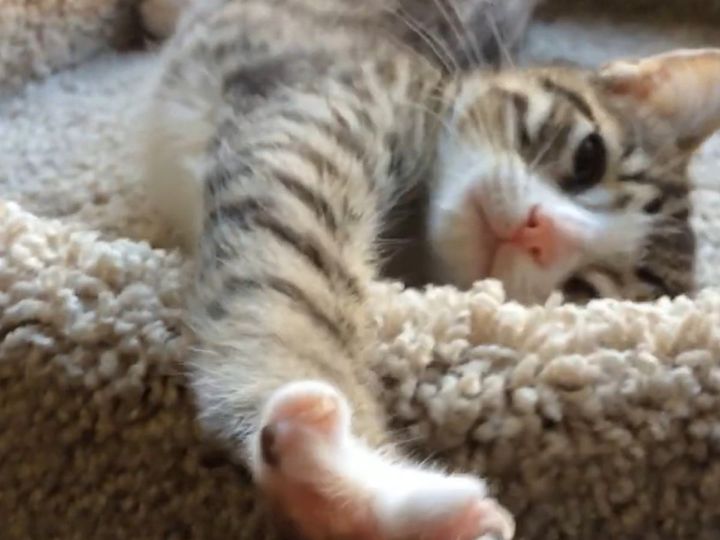 まだ眠い……？子猫のしぐさにもん絶！